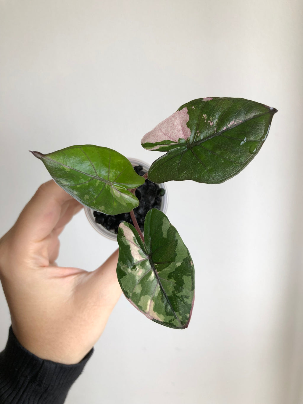 Yucatan princess pink