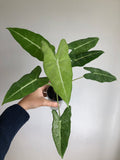 Frydek Mint - Morplante