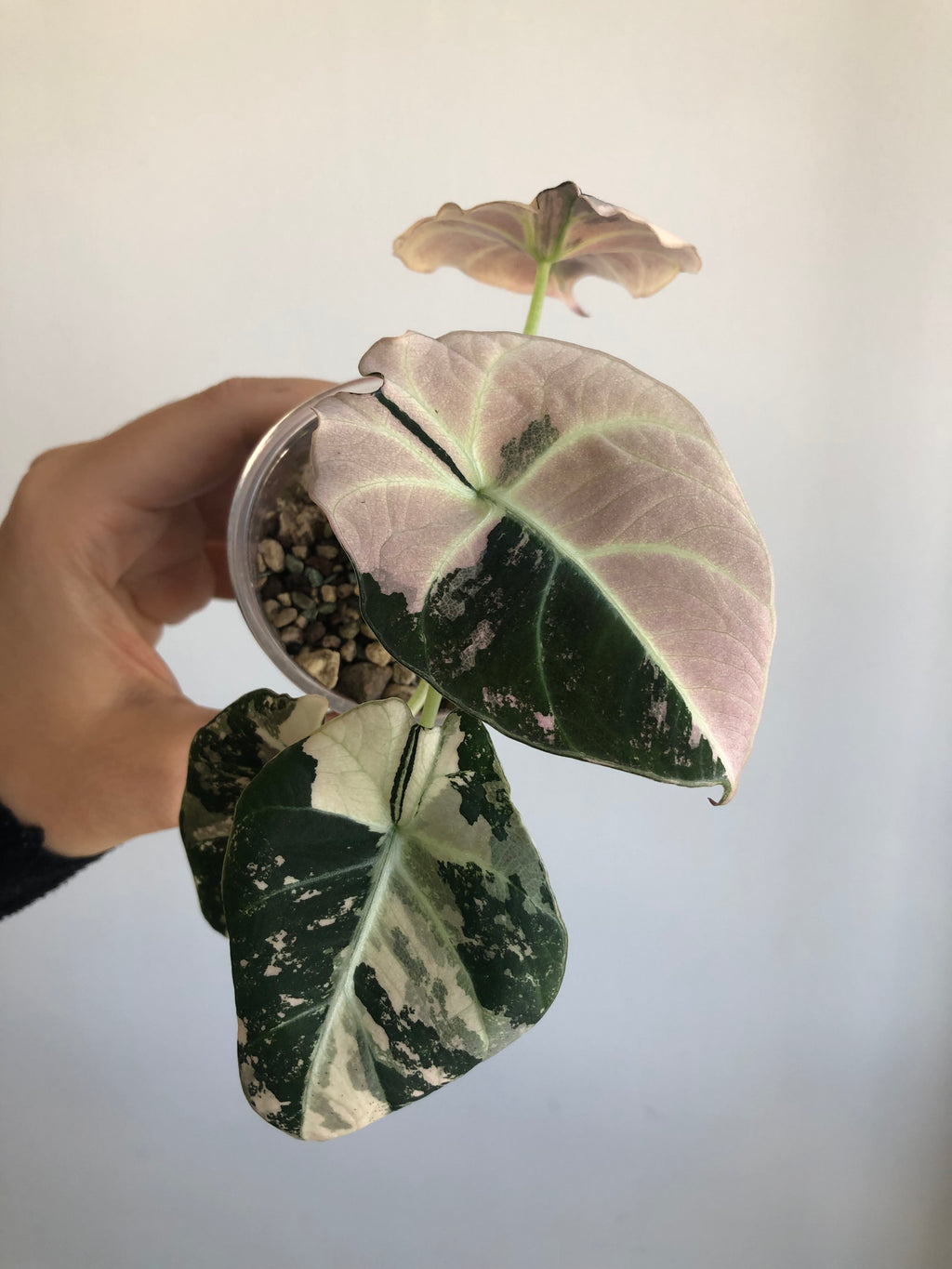 Black Velvet Pink
