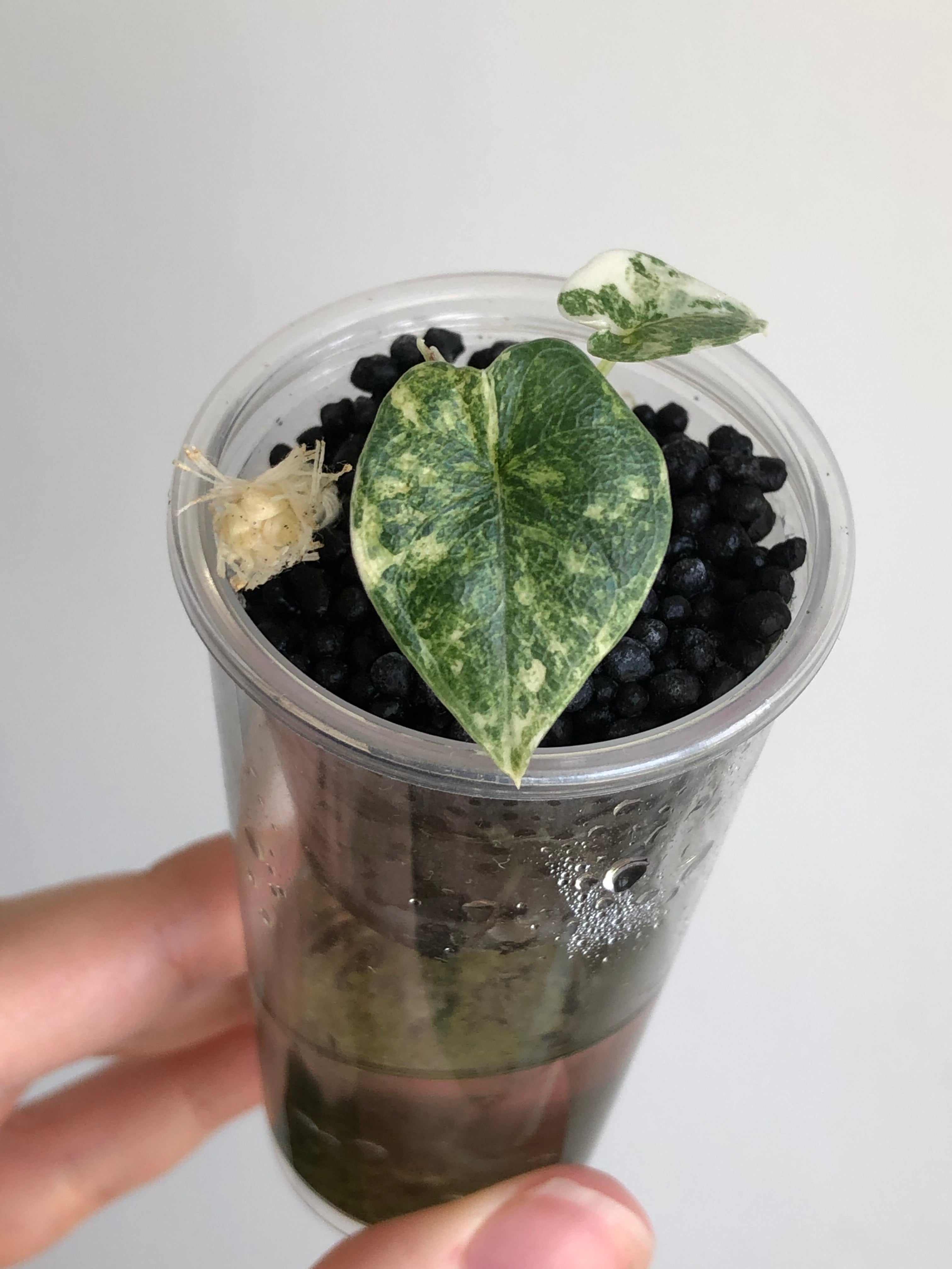 Melo aurea/tricolor - plante