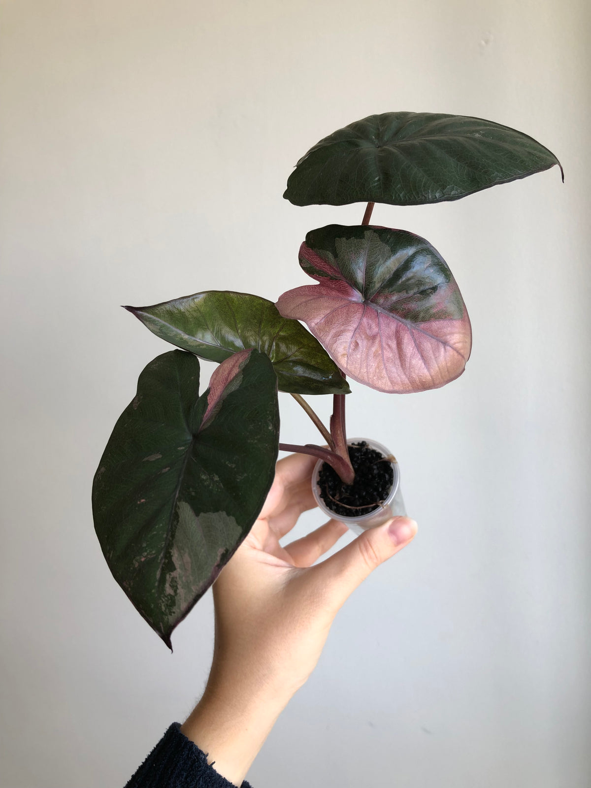 Serendipity Pink