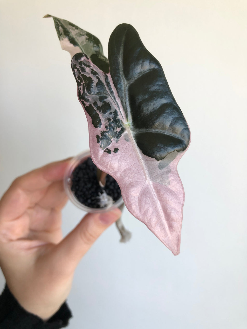 Nobilis Pink + rosa potte