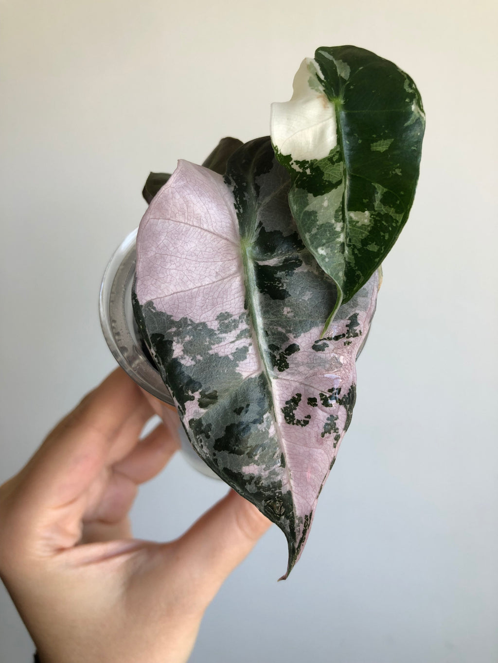 Polly Pink Snowflake