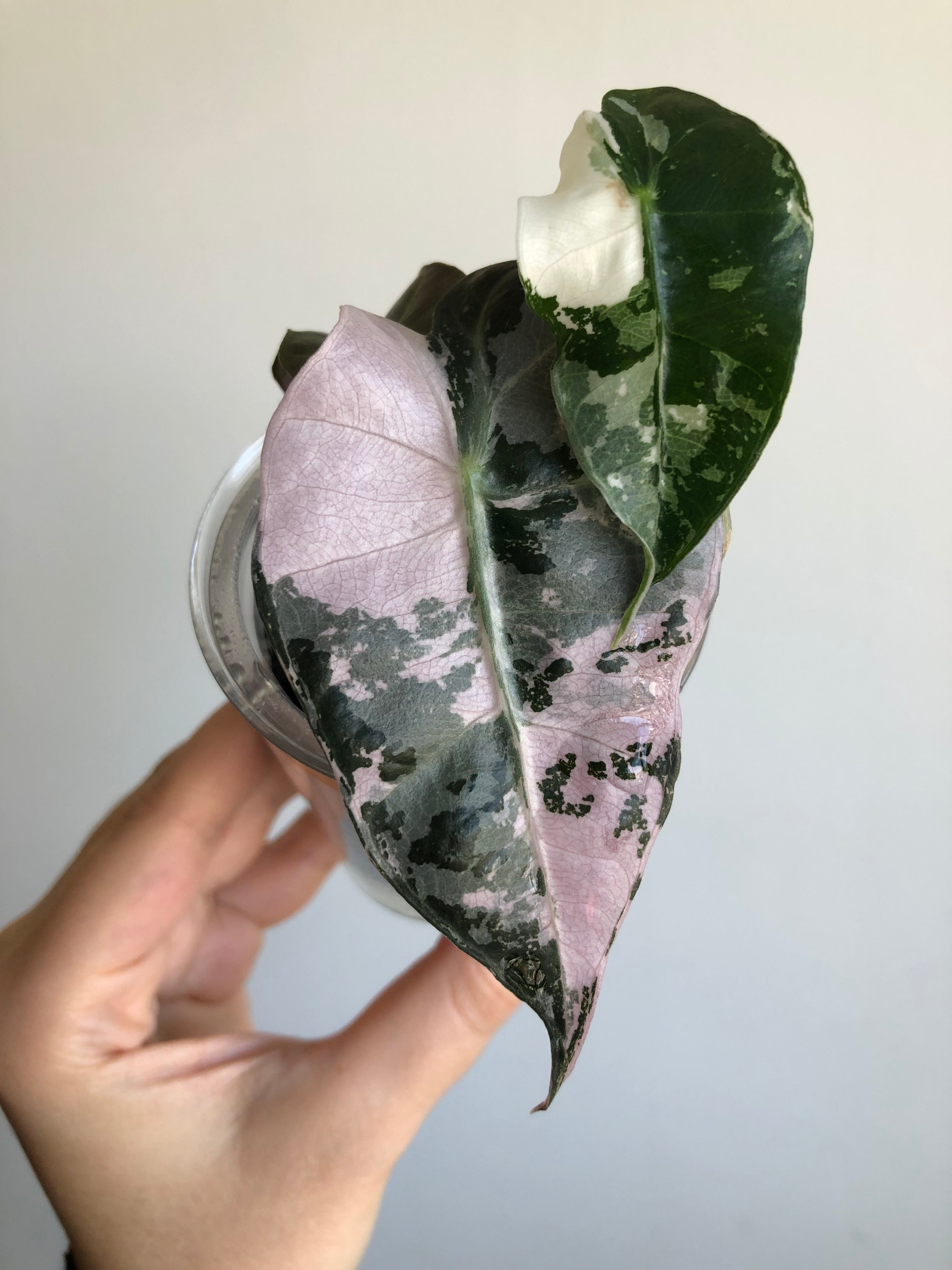 Polly Pink Snowflake