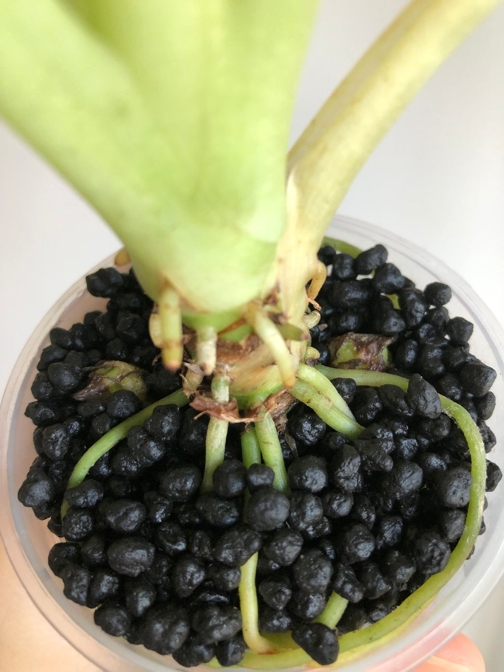 Frydek Mint - Morplante