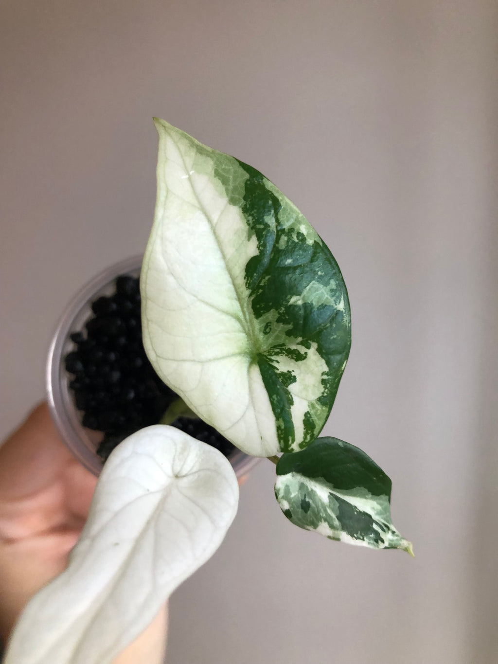 Scalprum Albo