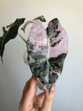 Polly Pink Snowflake