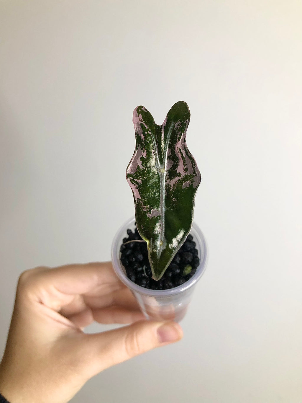 Nobilis Pink
