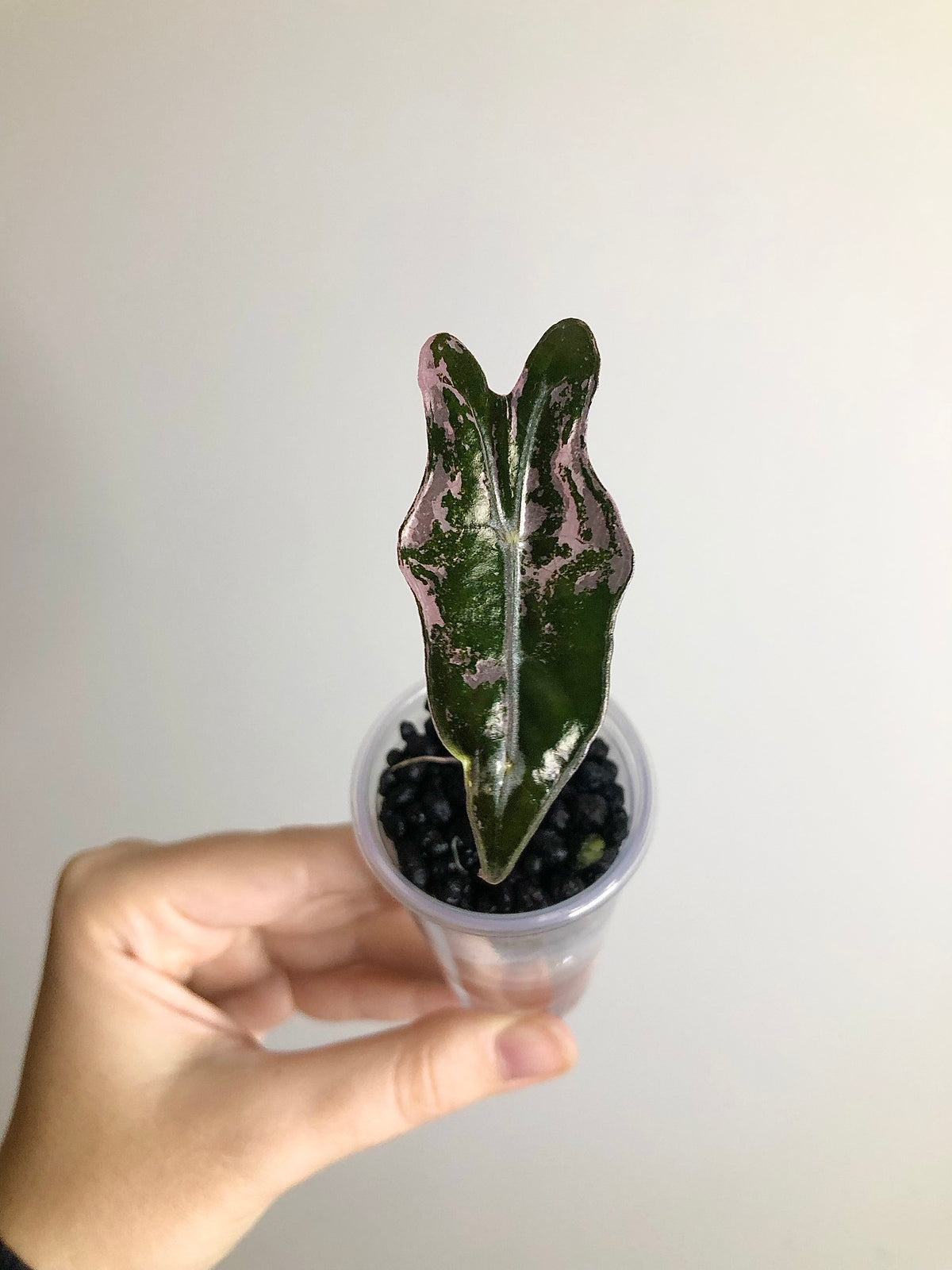 Nobilis Pink