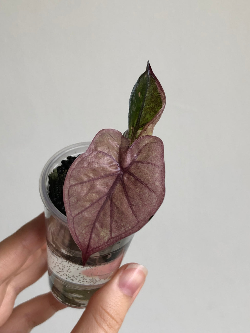 Yucatan Princess Pink
