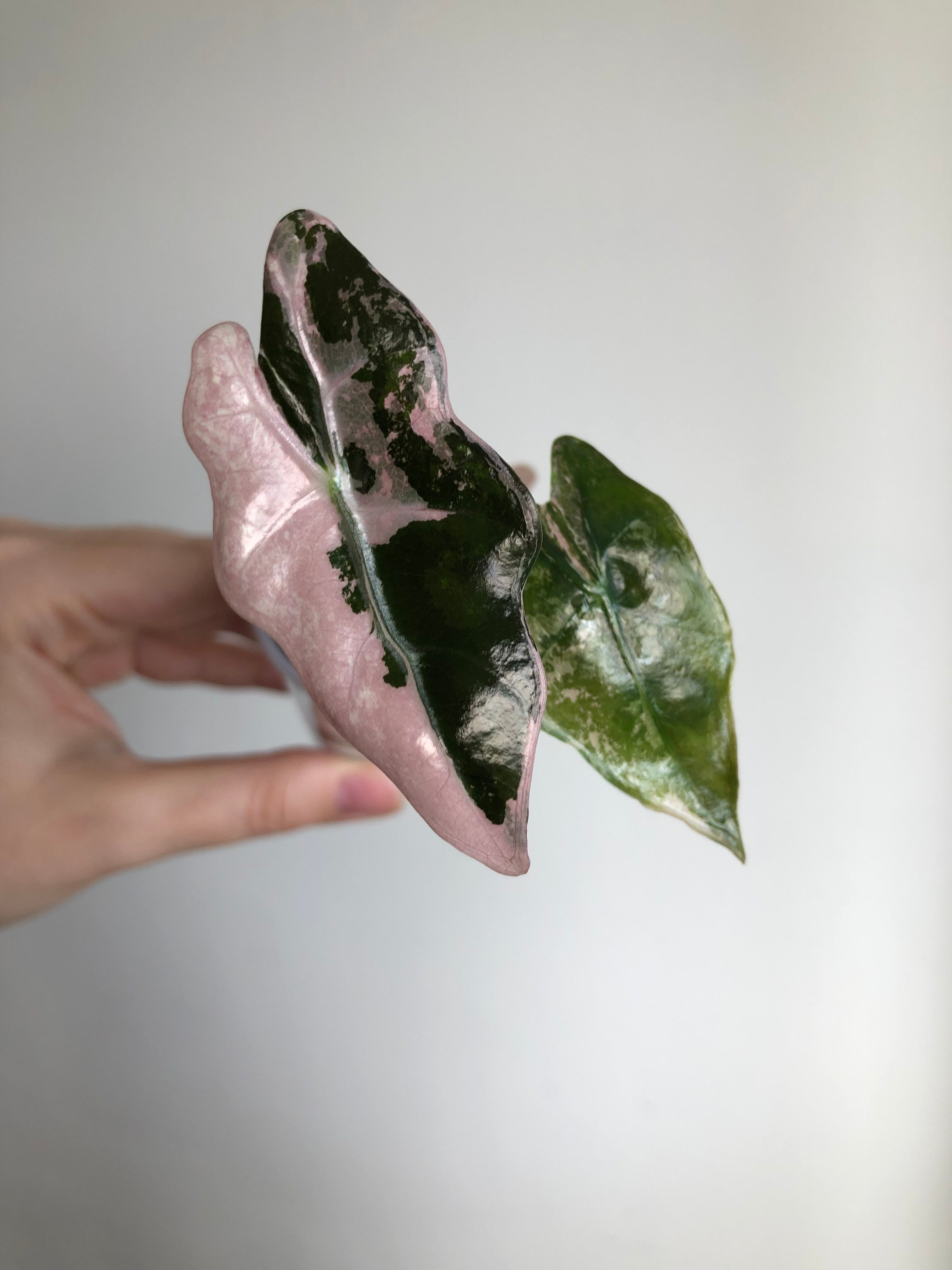 Nobilis Pink + rosa potte
