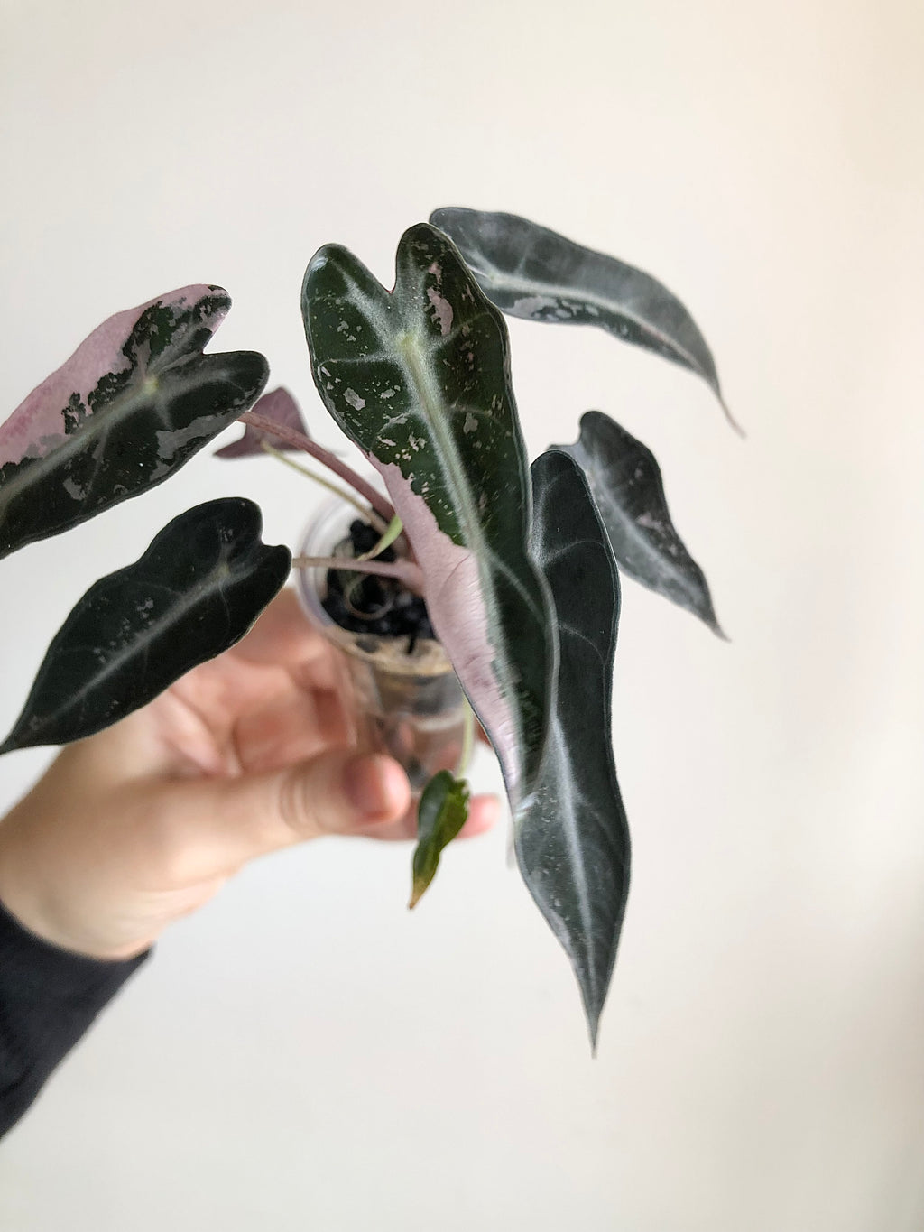 Bambino Pink