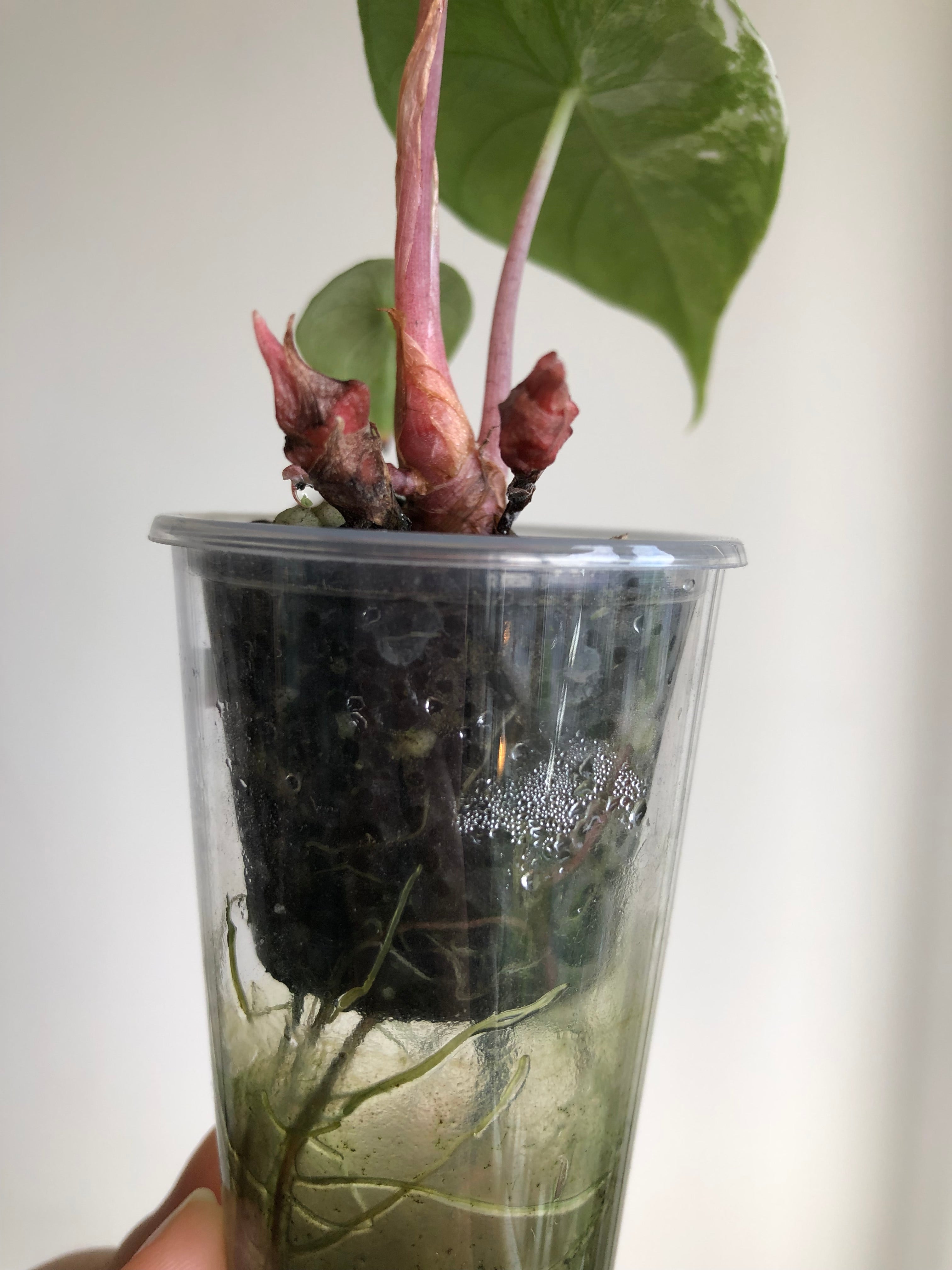Pink dragon albo (med knoller)