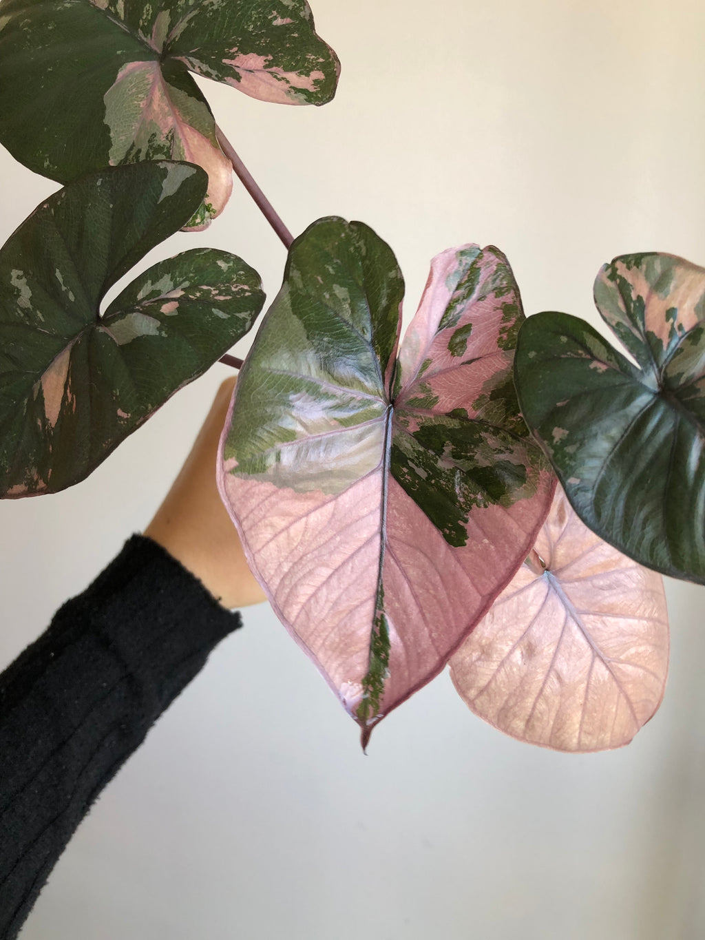 Serendipity Pink