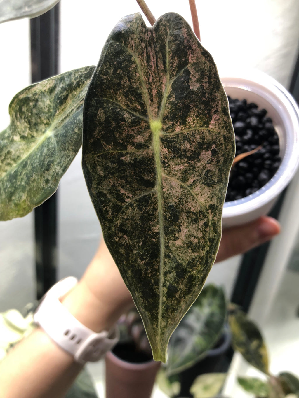 Longiloba black satun stardust (knoll)