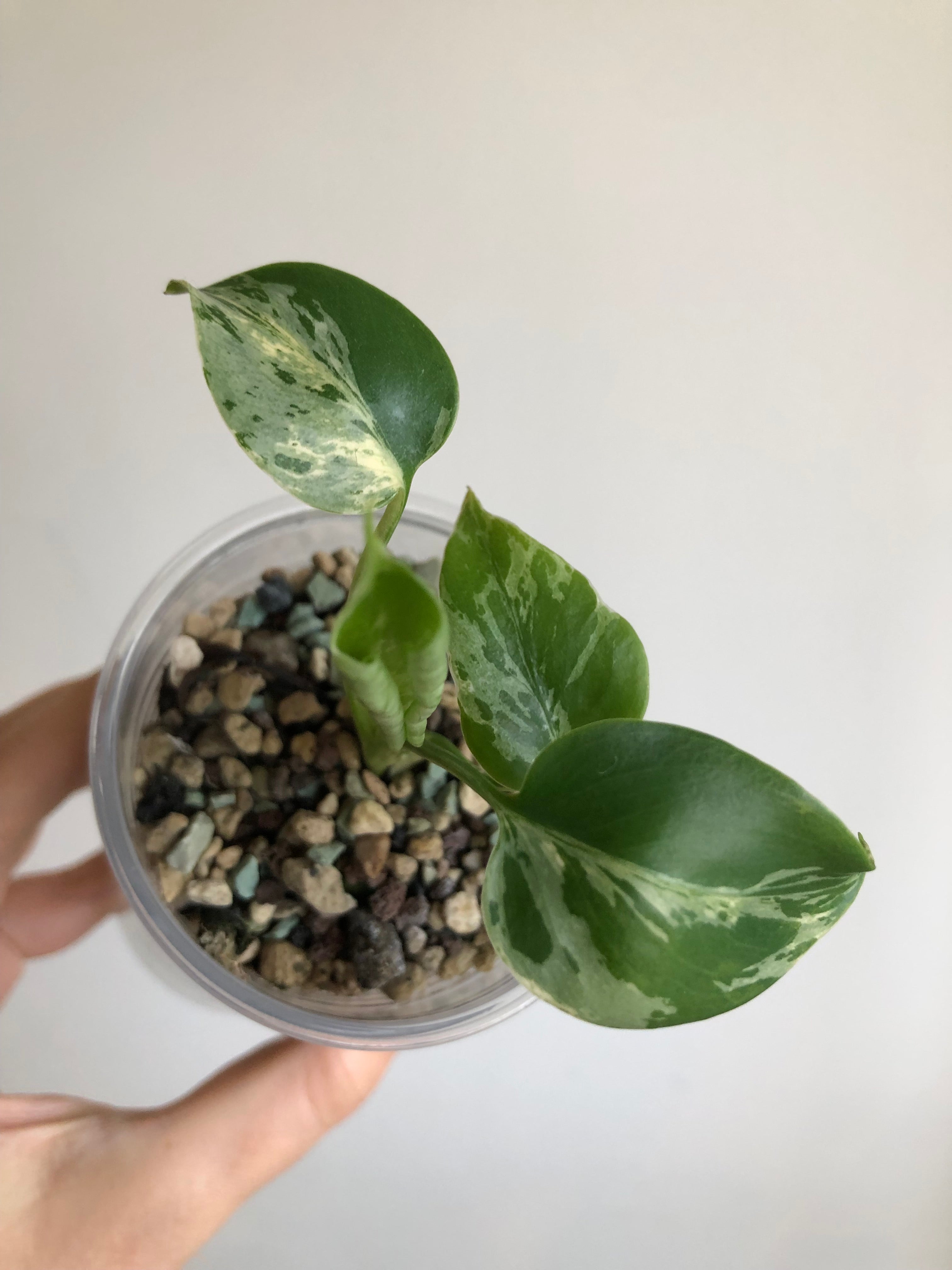 Monstera Bulbasaur - plante