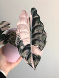 Chantrieri pink (knoller)