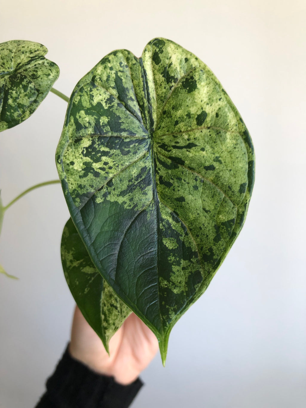 Dragon scale mint