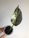 Regal Shield Albo/Mint