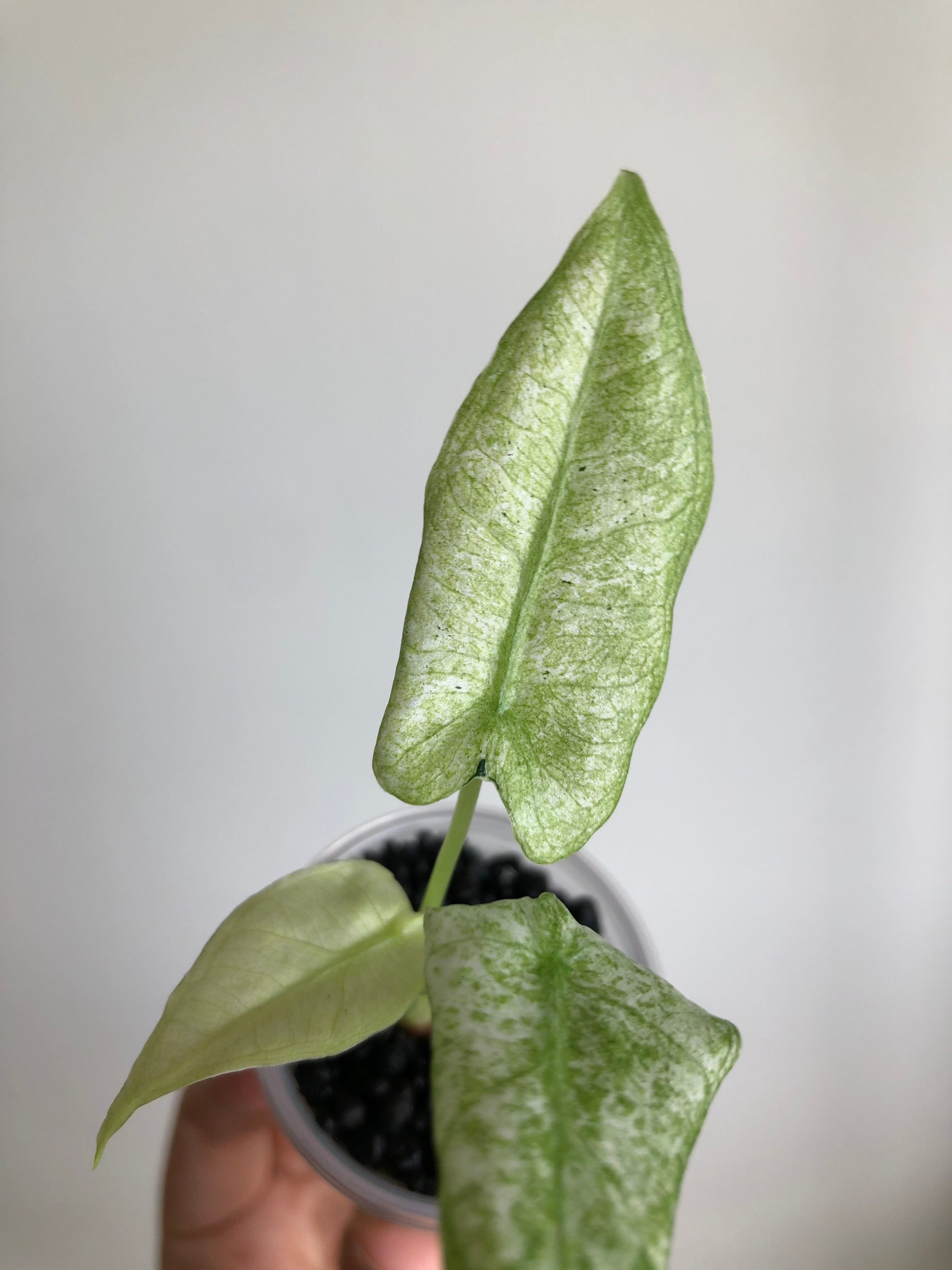 Frydek Mint