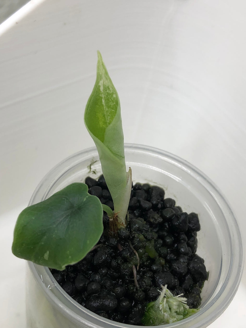Melo albo - plante