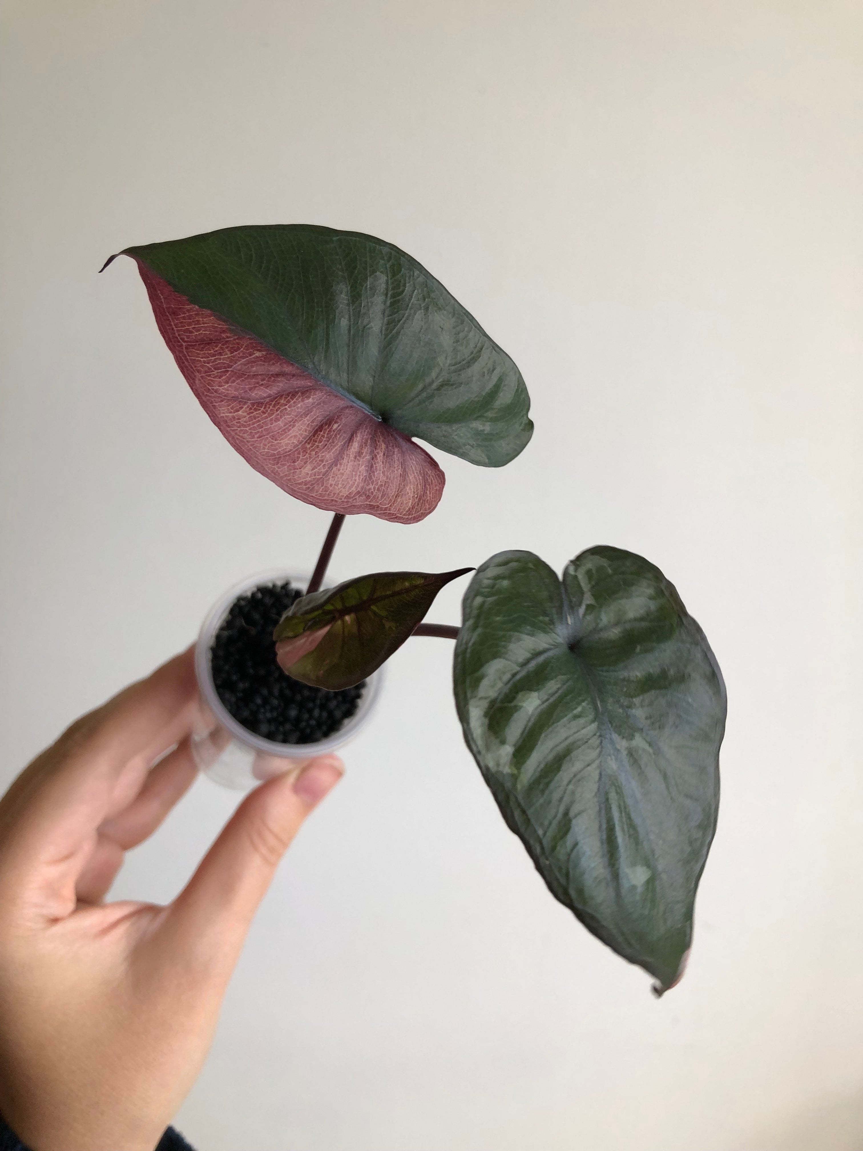 Serendipity Pink