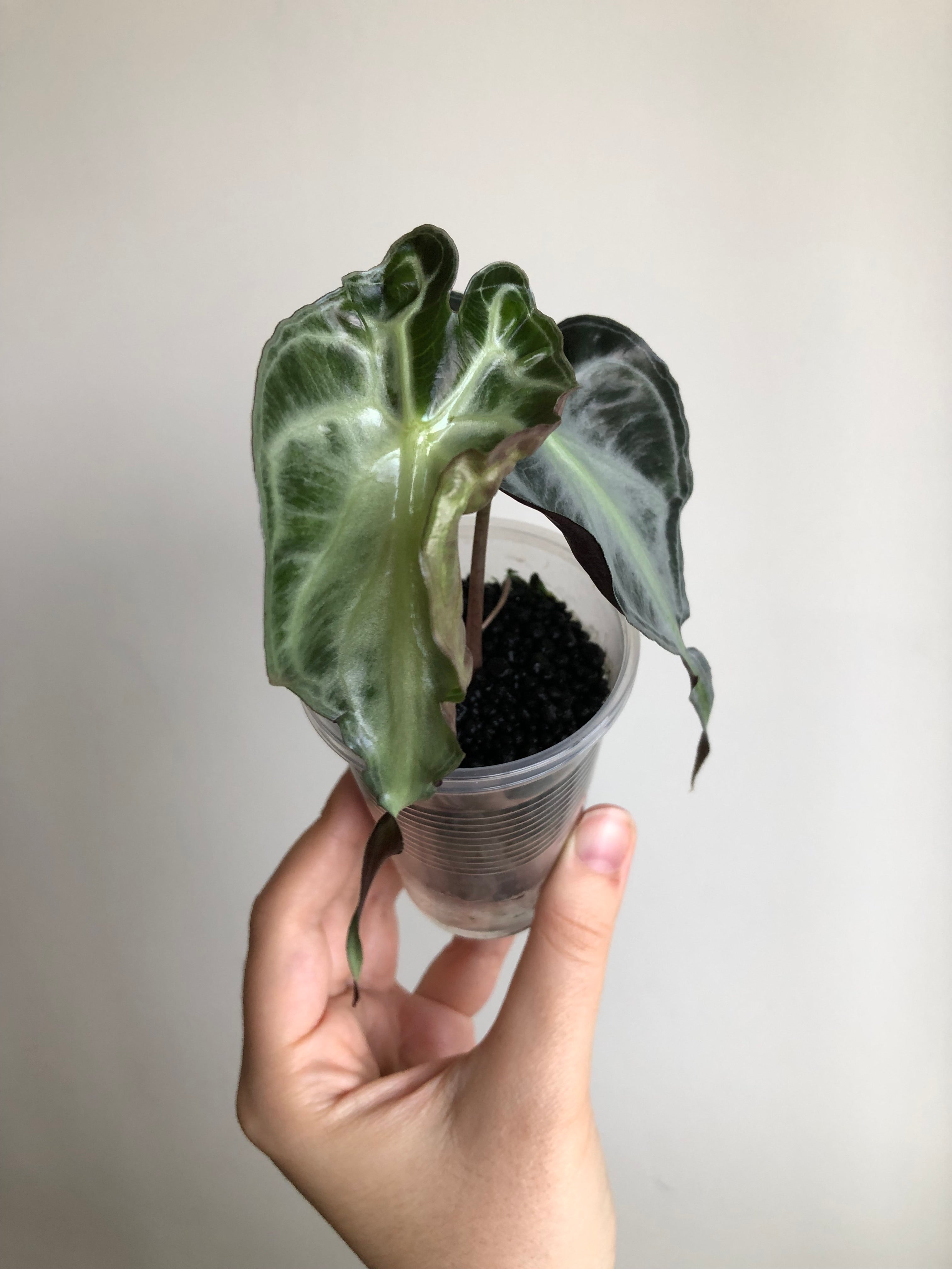 Alocasia Venom