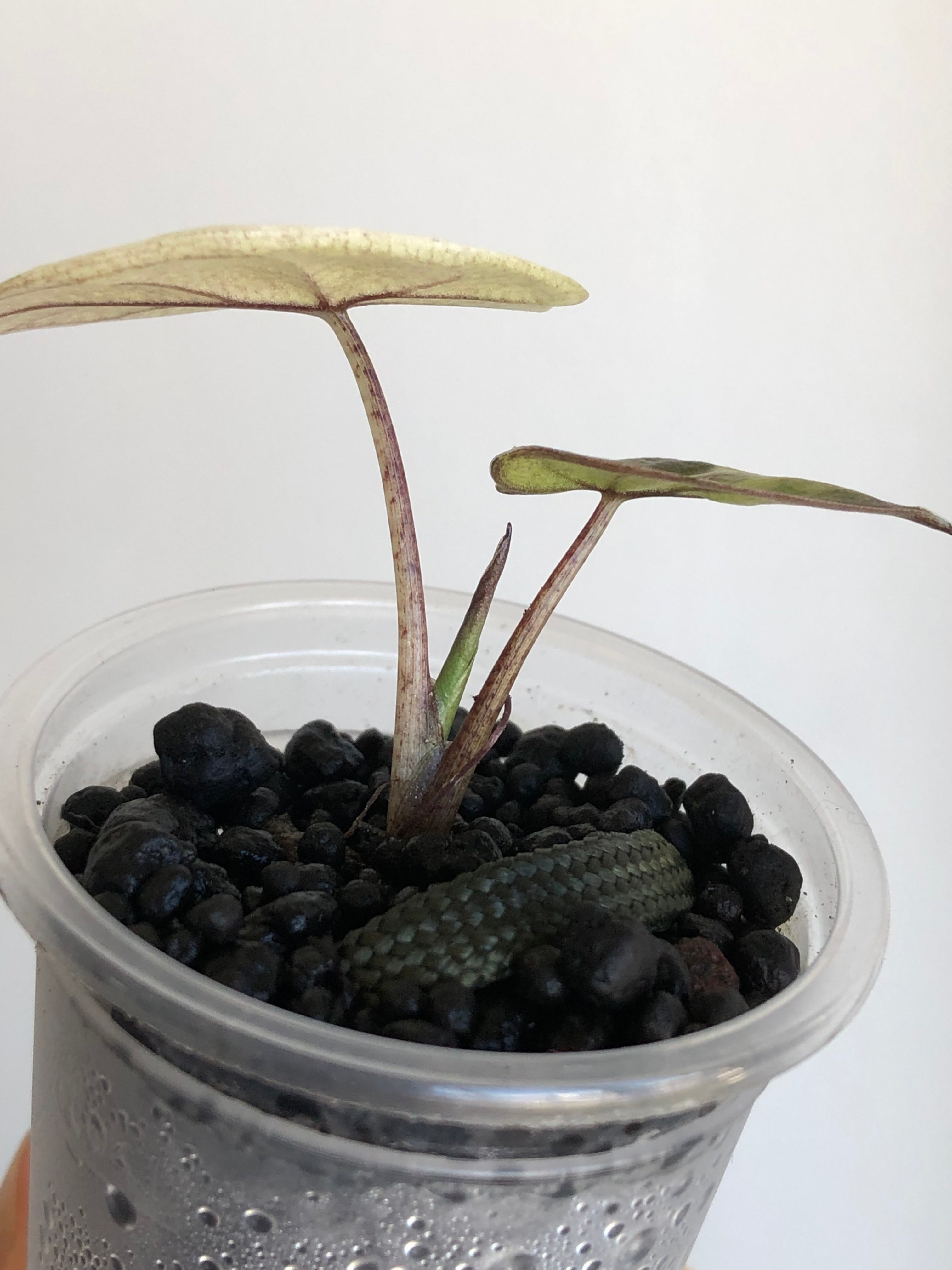 Yucatan Princess Variegata aurea