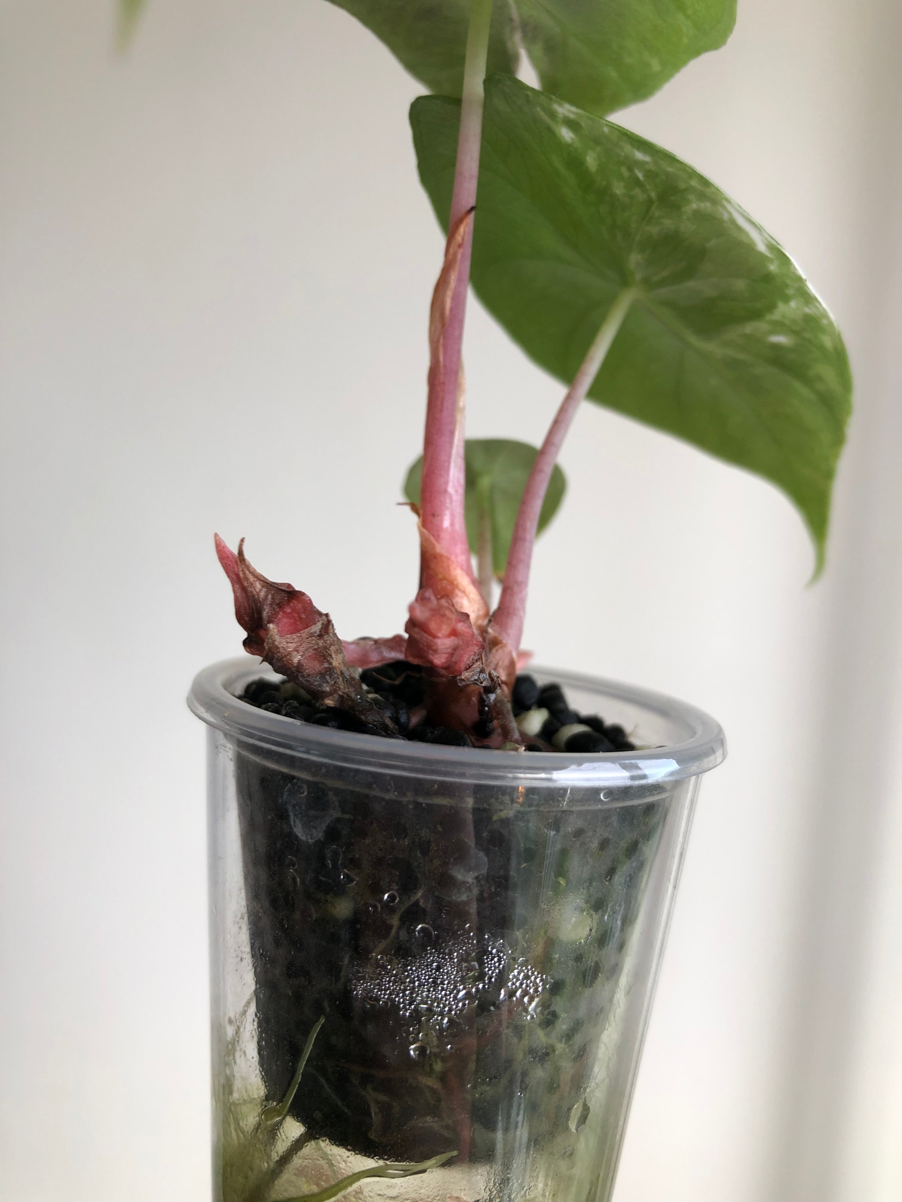 Pink dragon albo (med knoller)