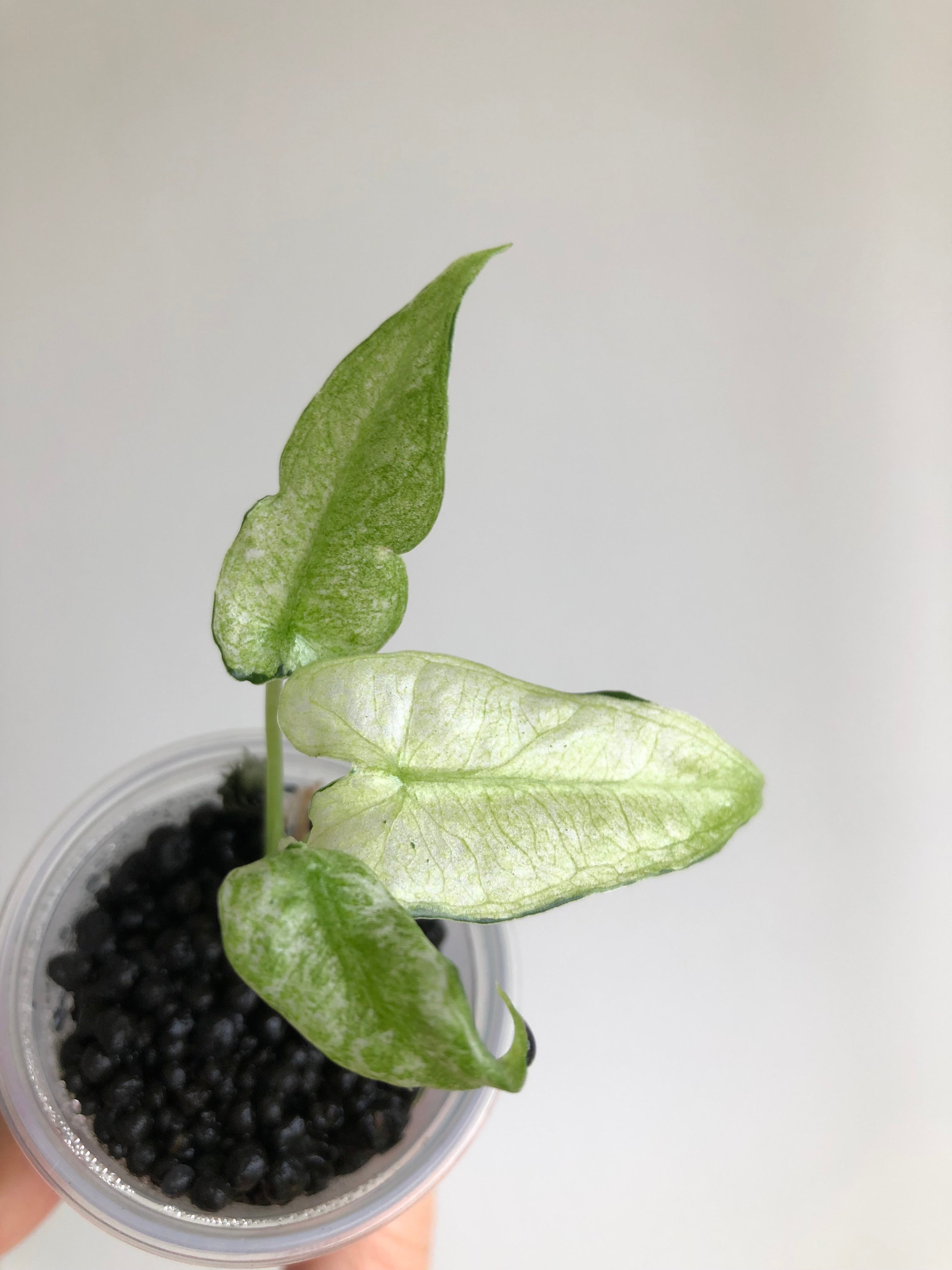 Frydek mint