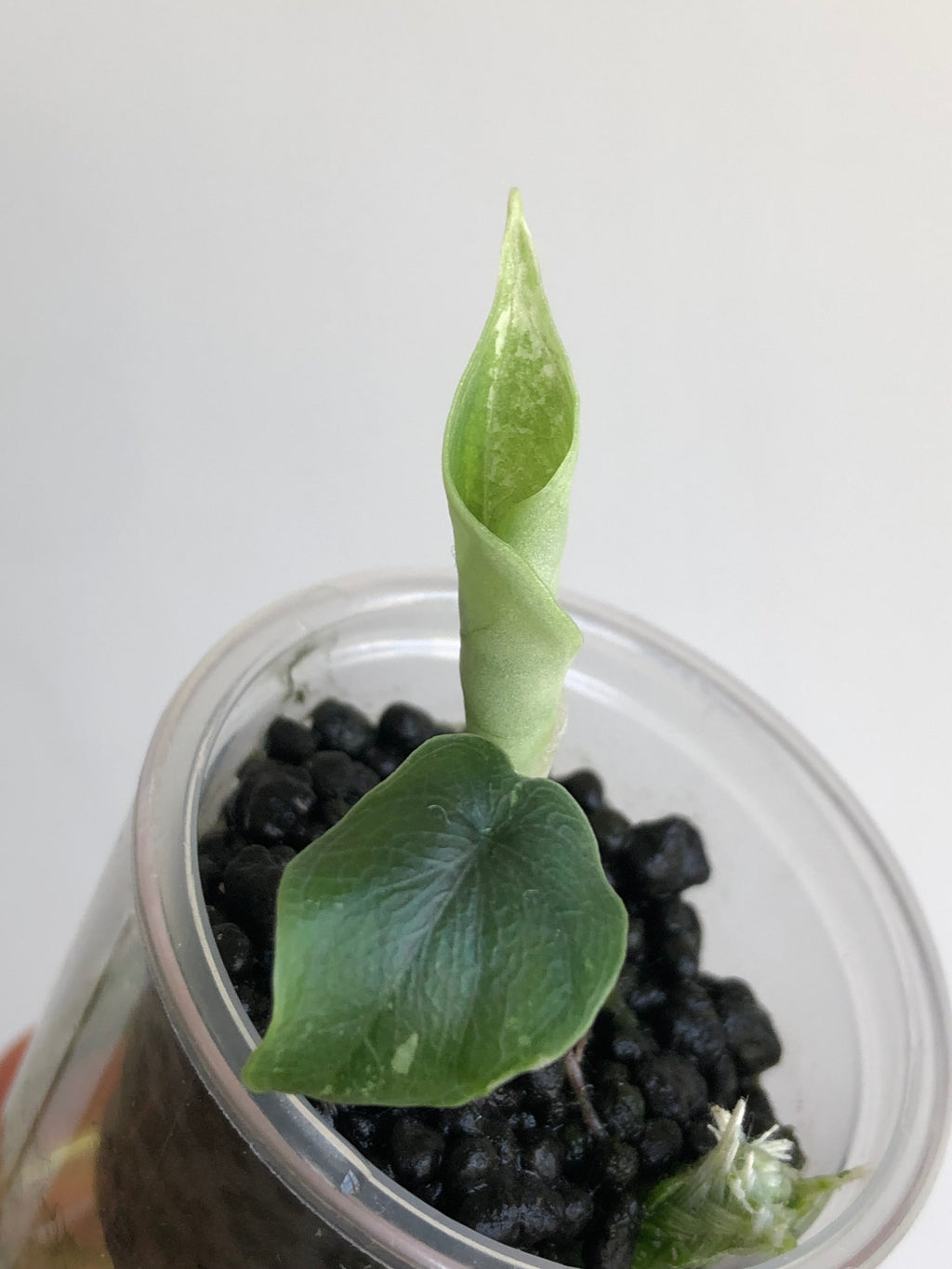Melo albo - plante