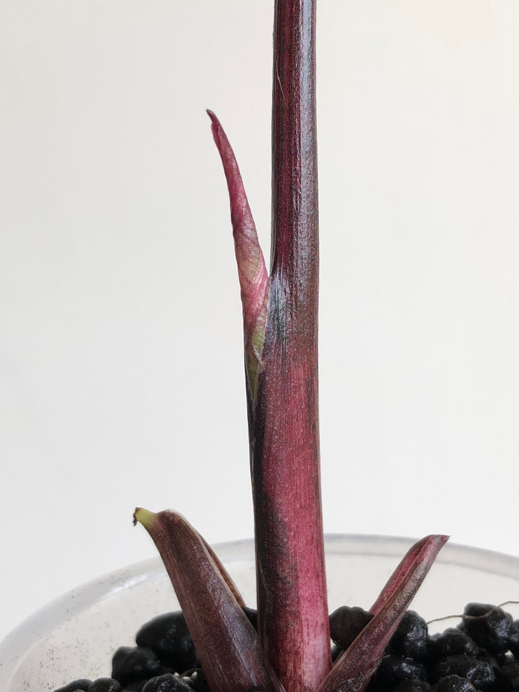 Yucatan Princess Pink
