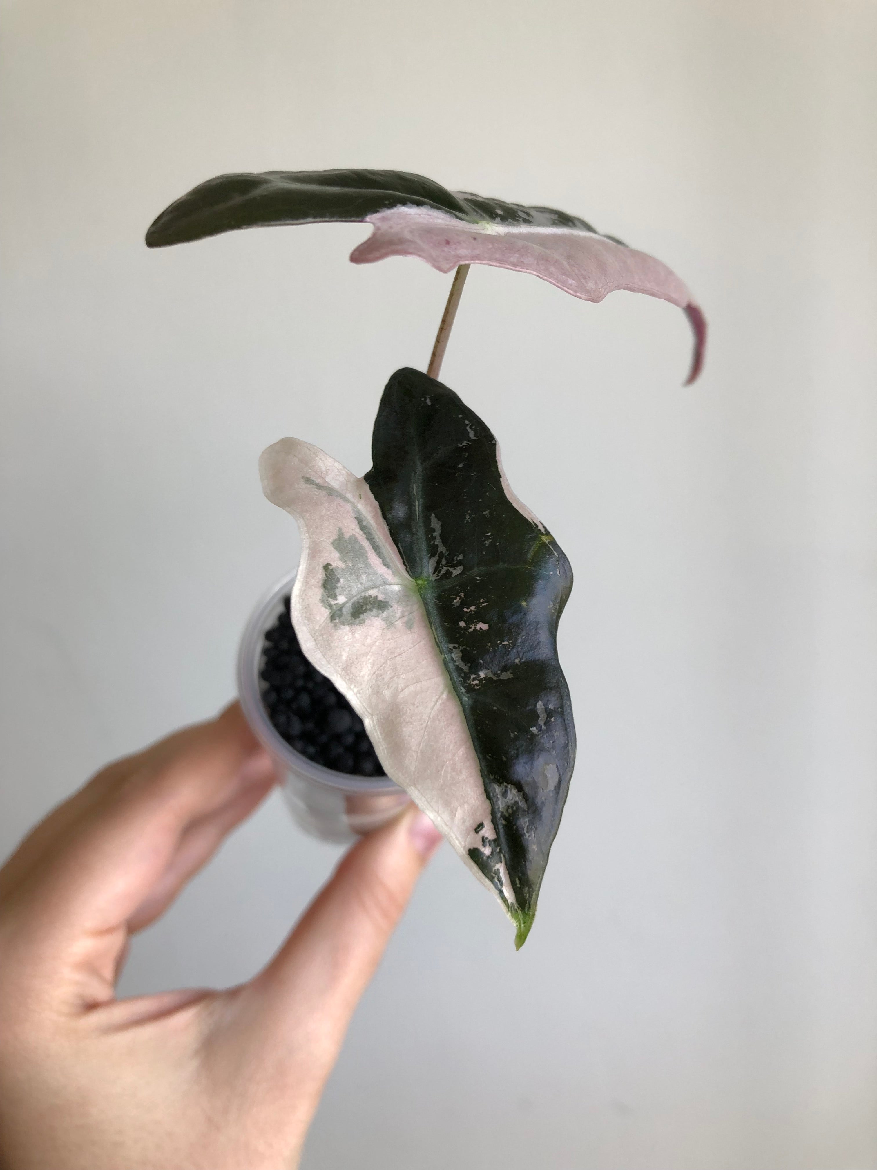 Nobilis Pink + rosa potte