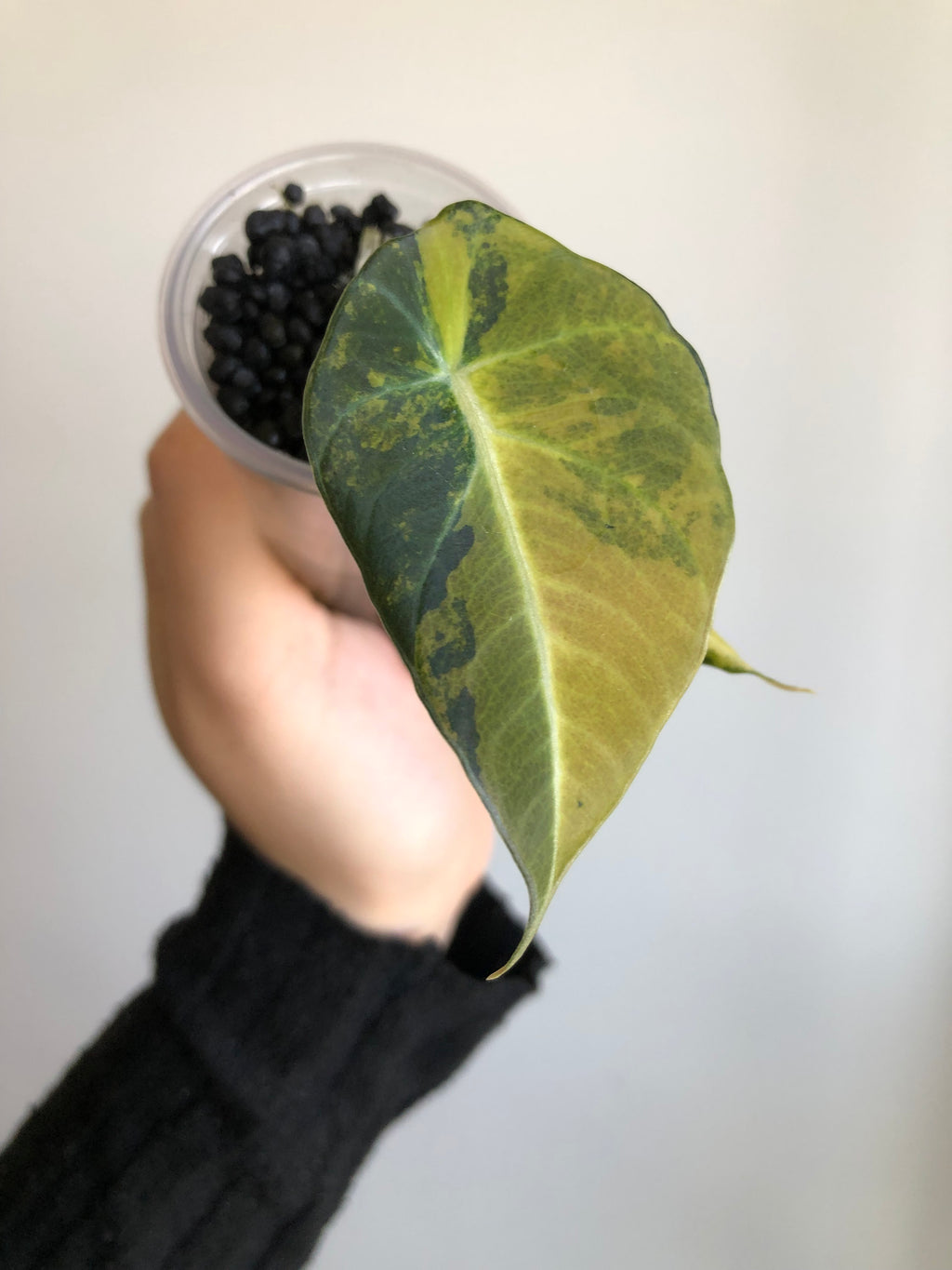 Black Velvet Gold
