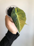 Black Velvet Gold
