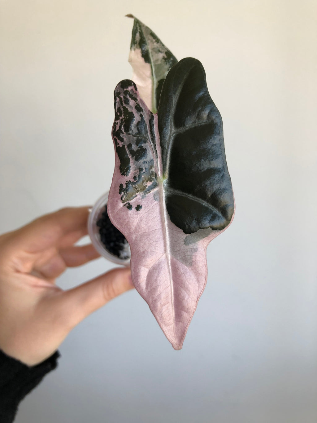 Nobilis Pink + rosa potte