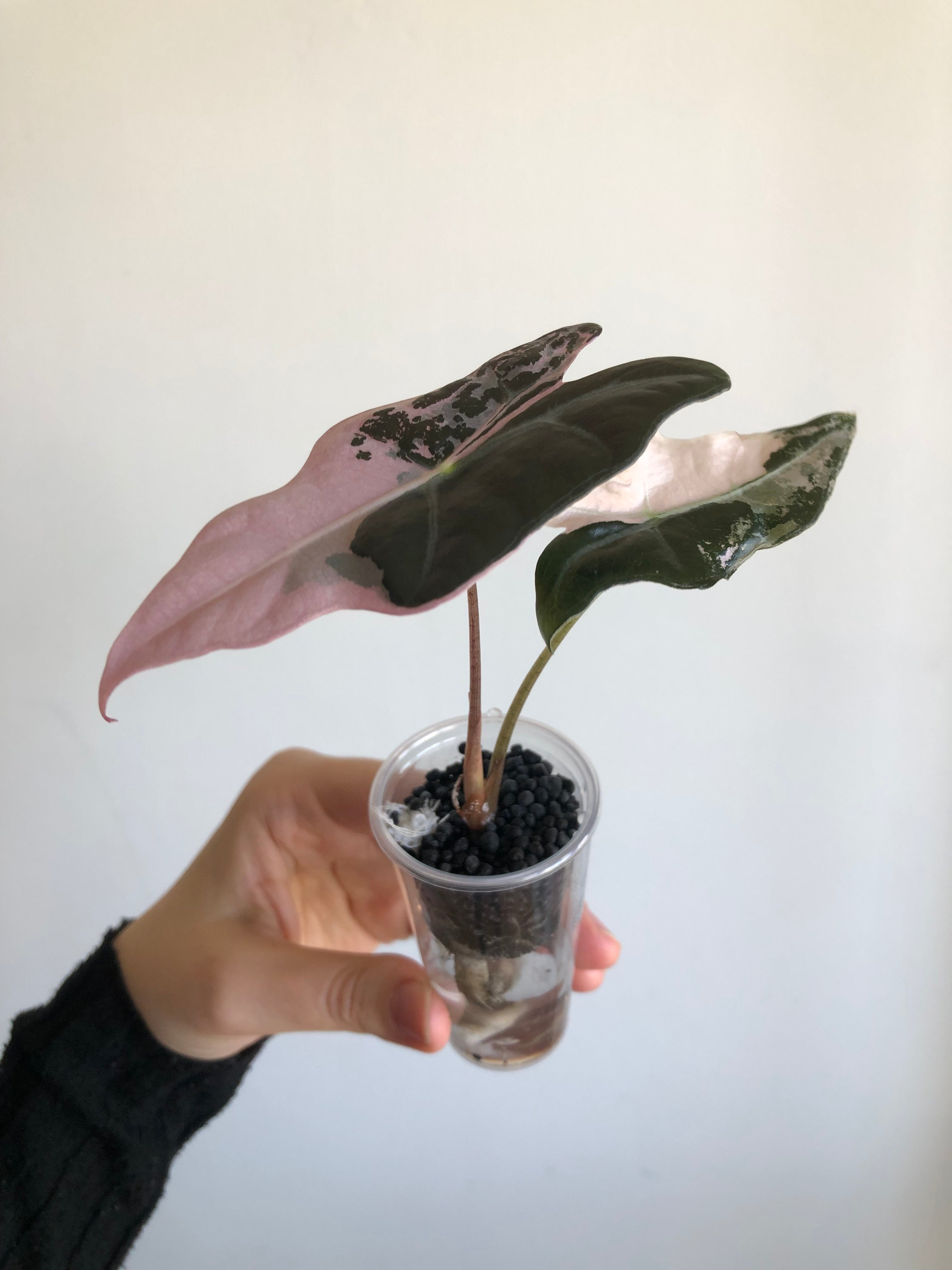 Nobilis Pink + rosa potte