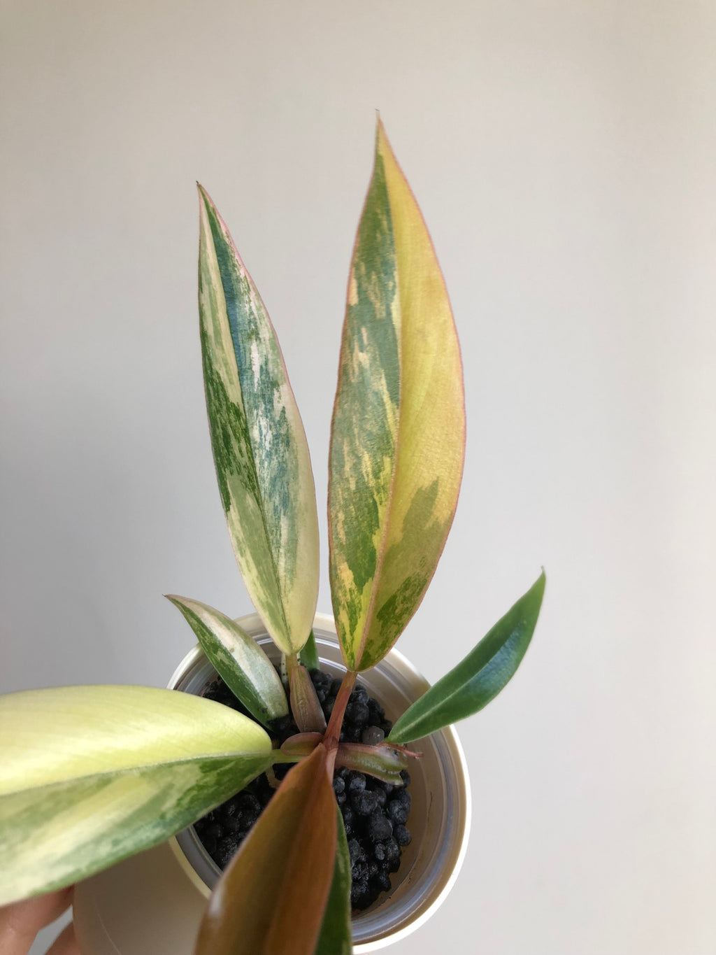Philodendron Caramel Marble + beige potte