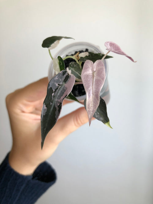 Bambino Pink