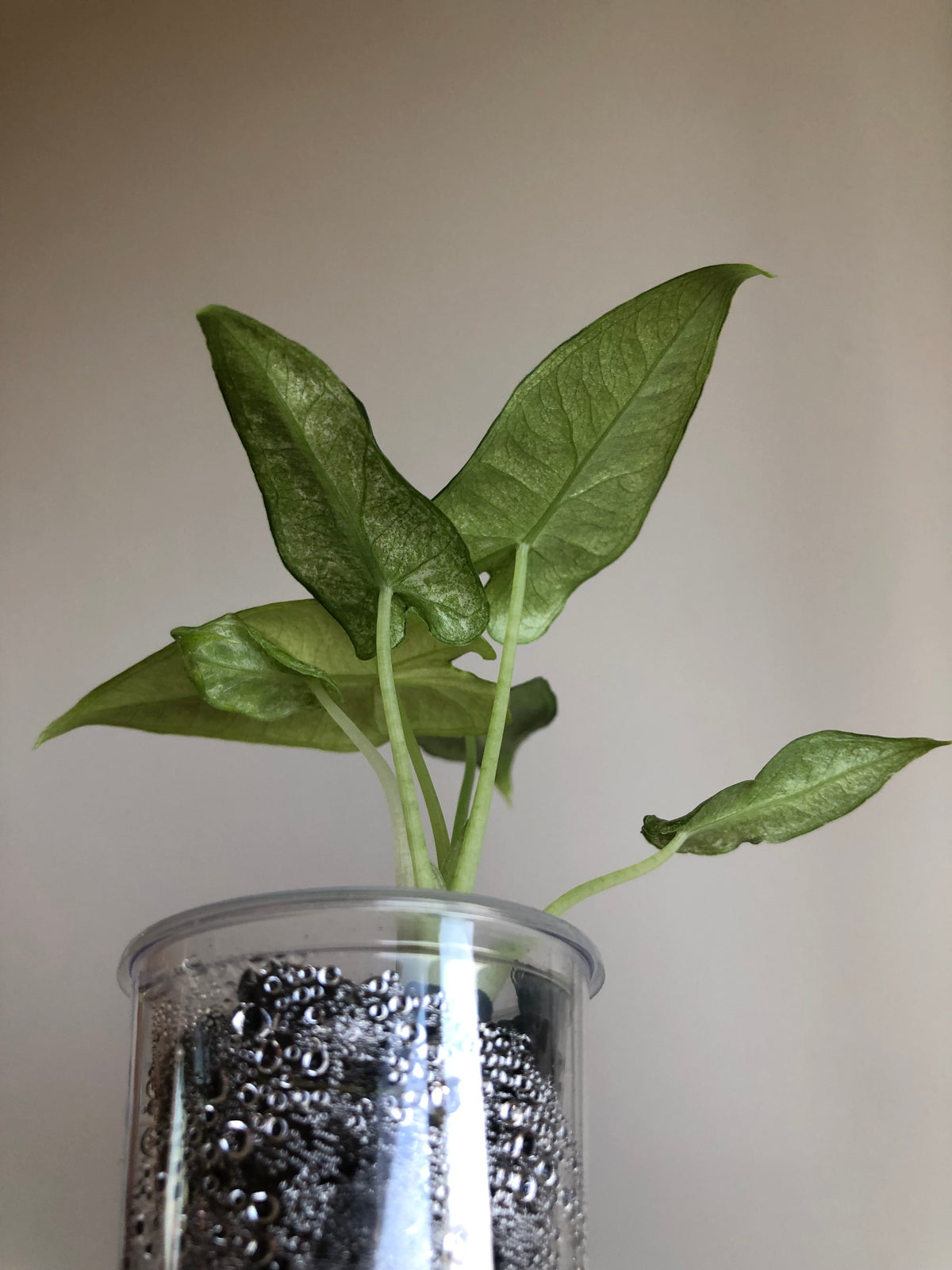 Frydek mint