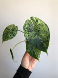 Dragon scale mint