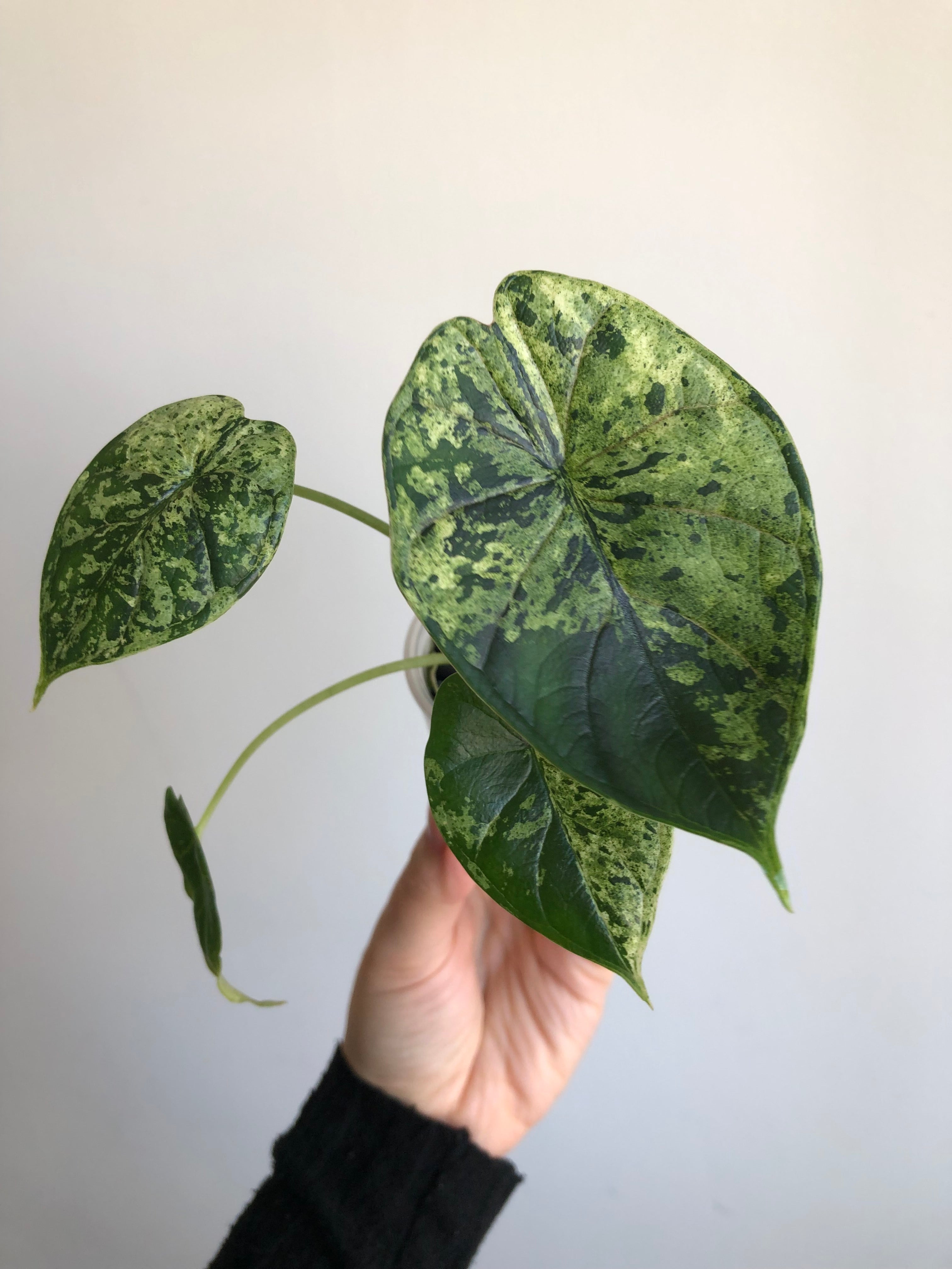 Dragon scale mint