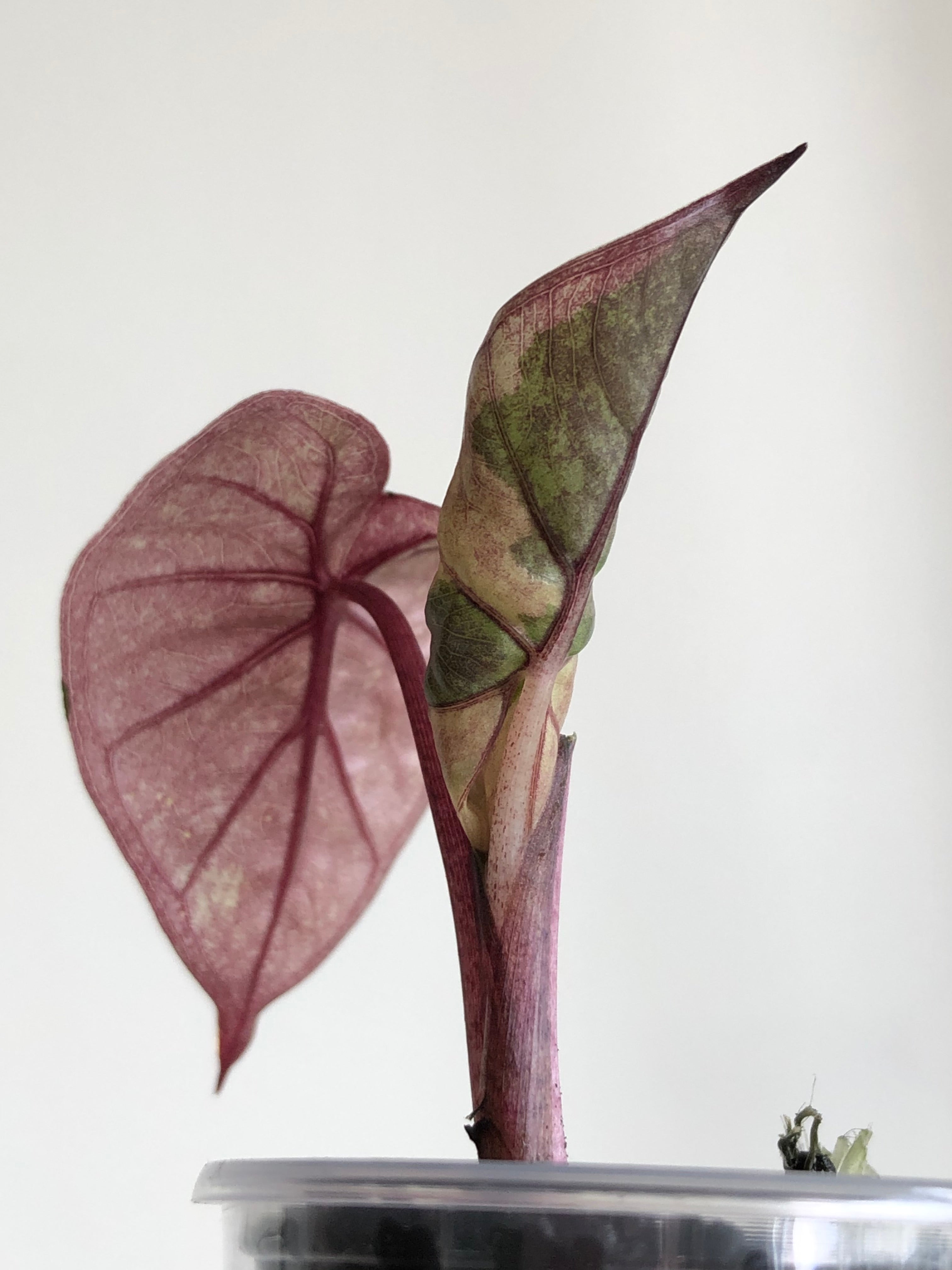 Yucatan Princess Pink