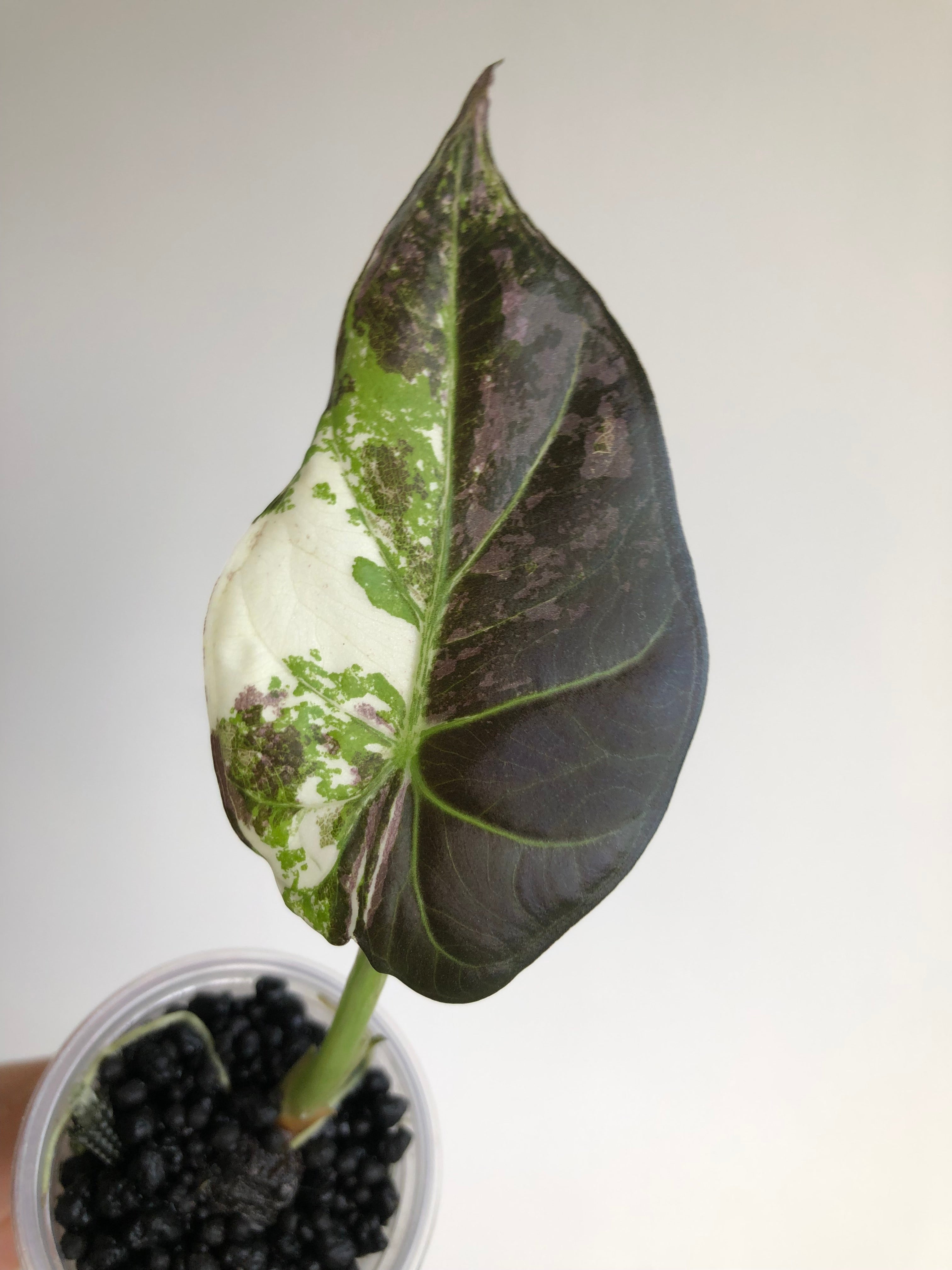 Regal Shield Albo/Mint