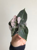 Polly Pink Snowflake