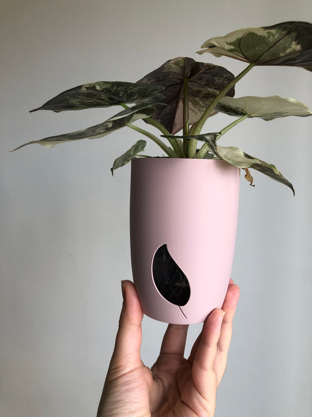 Wentii Albo/pink + rosa potte