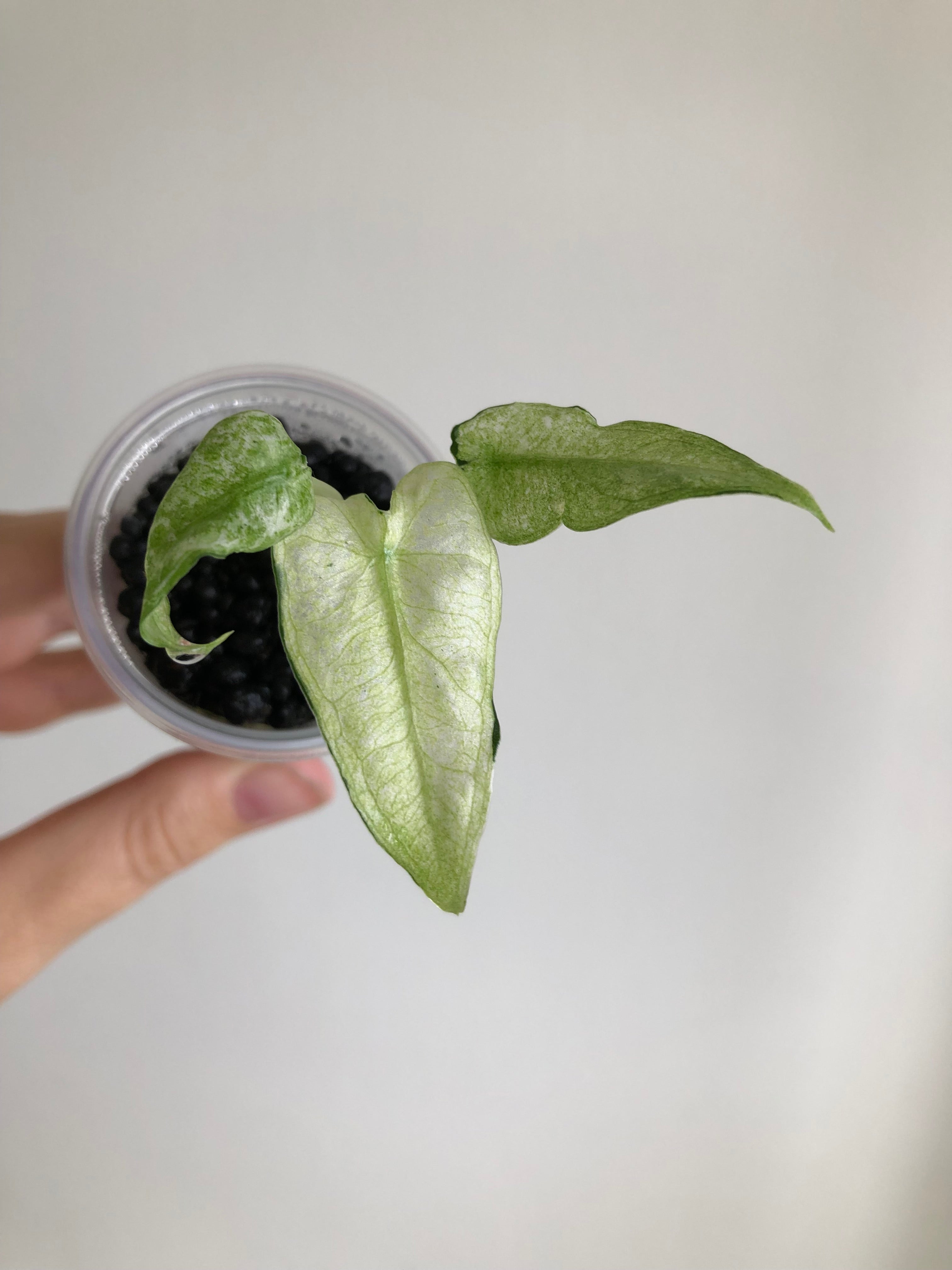Frydek mint