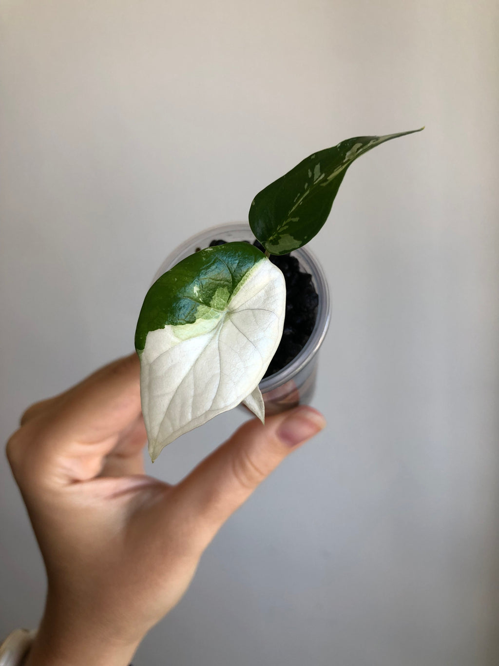 Scalprum Albo