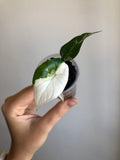 Scalprum Albo