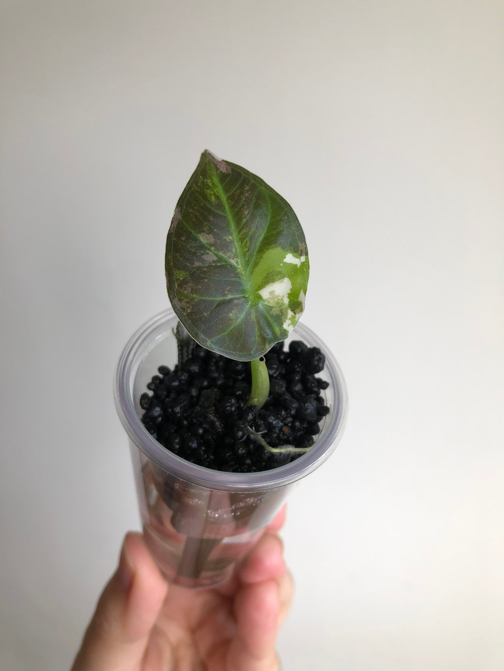 Regal Shield Albo/Mint